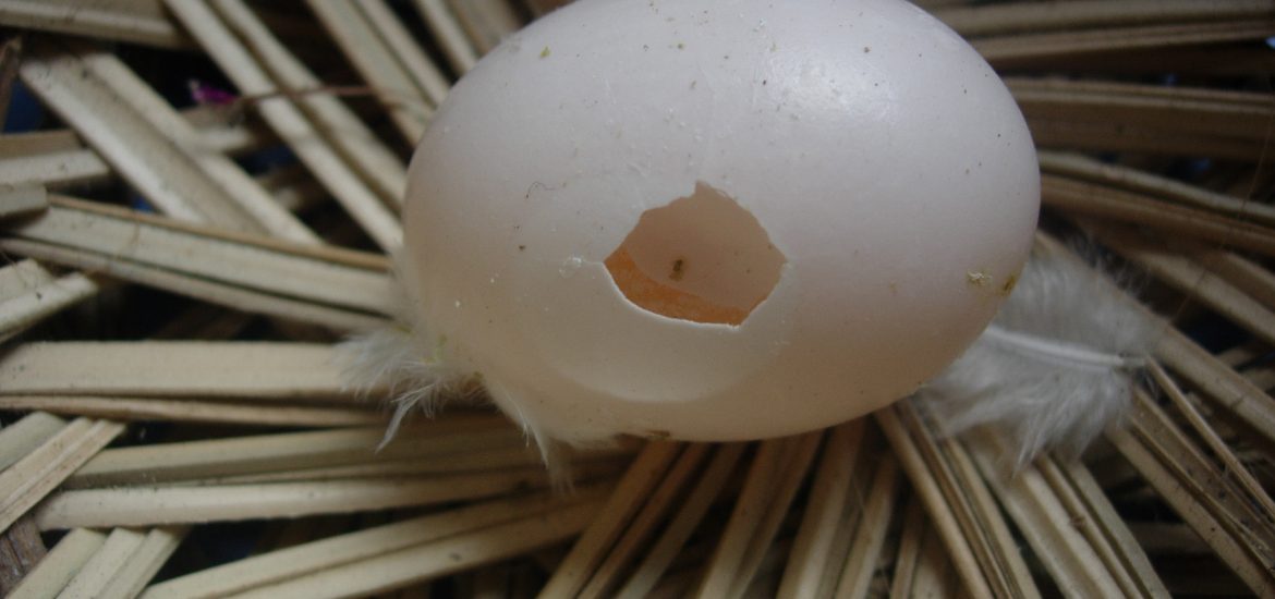 Kulit Telur Pecah, Akibat Kurang Asinan